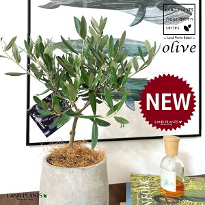 I[uigsA[j Zg hbv^ 픫 1 yMERRt@Co[z I[u̖ I[u̎ ŗeւ̃v[g ̋LOi eMtg ei 