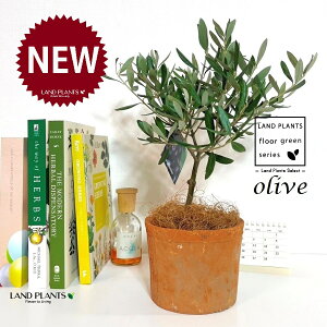 I[uigsA[j F X|bg V_[^ 픫 1 yRRt@Co[z I[u̖ I[u̎ ŗeւ̃v[g ̋LOi eMtg ei