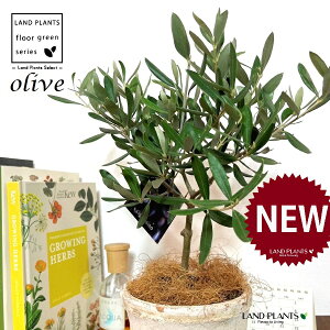 I[uigsA[j F X|bg V_[^ 픫 1 yRRt@Co[z I[u̖ I[u̎ ŗeւ̃v[g ̋LOi eMtg ei