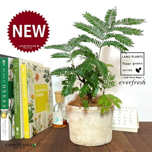 Go[tbViR`j F X|bg V_[^ 픫 1 yRRt@Co[z lmL everfresh