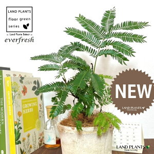 Go[tbViR`j F X|bg V_[^ 픫 1 yRRt@Co[z lmL everfresh