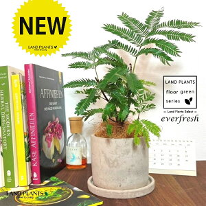 Go[tbViR`j Zg V_[^ 픫 1 yMERRt@Co[z lmL everfresh