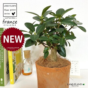 tXSij F X|bg V_[^ 픫 1 yRRt@Co[z S S̖ tBJX rLm[T rMm[T Ficus rubiginosa