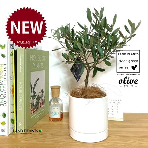 I[uigsA[j M̎ V_[^ F 픫 1 yMERRt@Co[z I[u̖ I[u̎ ŗeւ̃v[g ̋LOi eMtg e