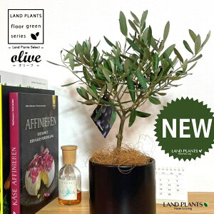 I[uigsA[j M̎ V_[^ F 픫 1 yMERRt@Co[z I[u̖ I[u̎ ŗeւ̃v[g ̋LOi eMtg e