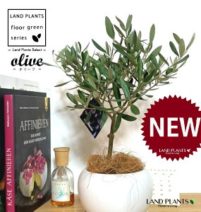 I[uigsA[j F ی^ 픫 1 yMERRt@Co[z I[u̖ I[u̎ ŗeւ̃v[g ̋LOi eMtg ei OLIVE