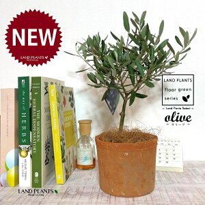 I[uigsA[j F X|bg V_[^ 픫 1 yRRt@Co[z I[u̖ I[u̎ ŗeւ̃v[g ̋LOi eMtg ei