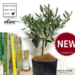 I[uigsA[j F X|bg V_[^ 픫 1 yRRt@Co[z I[u̖ I[u̎ ŗeւ̃v[g ̋LOi eMtg ei