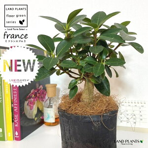 tXSij F X|bg V_[^ 픫 1 yRRt@Co[z S S̖ tBJX rLm[T rMm[T Ficus rubiginosa