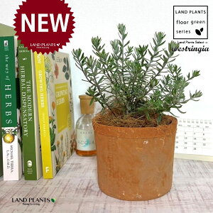 EGXgMAiΗtFu[WFj F X|bg V_[^ 픫 1 yRRt@Co[z I[XgA[Y}[ Westringia Coastal rosemary,Australian rosemary