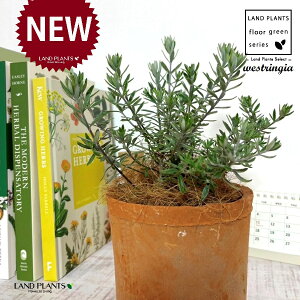 EGXgMAiΗtFu[WFj F X|bg V_[^ 픫 1 yRRt@Co[z I[XgA[Y}[ Westringia Coastal rosemary,Australian rosemary