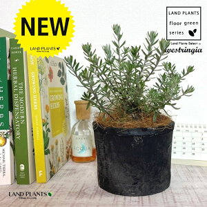 EGXgMAiΗtFu[WFj F X|bg V_[^ 픫 1 yRRt@Co[z I[XgA[Y}[ Westringia Coastal rosemary,Australian rosemary