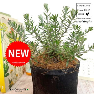 EGXgMAiΗtFu[WFj F X|bg V_[^ 픫 1 yRRt@Co[z I[XgA[Y}[ Westringia Coastal rosemary,Australian rosemary