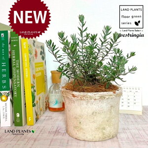 EGXgMAiΗtFu[WFj F X|bg V_[^ 픫 1 yRRt@Co[z I[XgA[Y}[ Westringia Coastal rosemary,Australian rosemary