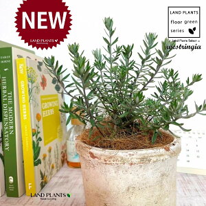 EGXgMAiΗtFu[WFj F X|bg V_[^ 픫 1 yRRt@Co[z I[XgA[Y}[ Westringia Coastal rosemary,Australian rosemary