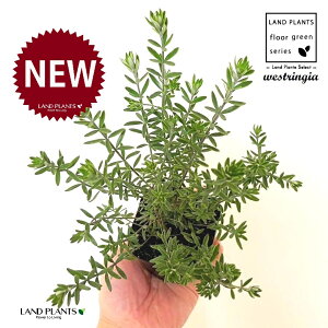 EGXgMAiΗtFu[WFj 3 |bgc 1 I[XgA[Y}[ Westringia Coastal rosemary,Australian rosemary