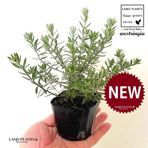 EGXgMAiΗtFu[WFj 3 |bgc 1 I[XgA[Y}[ Westringia Coastal rosemary,Australian rosemary