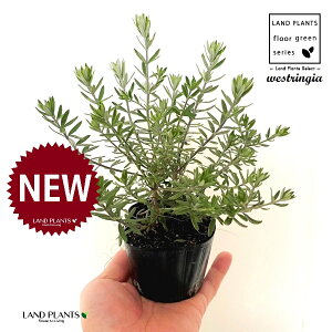 EGXgMAiΗtFu[WFj 3 |bgc 1 I[XgA[Y}[ Westringia Coastal rosemary,Australian rosemary