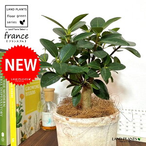 tXSij F X|bg V_[^ 픫 1 yRRt@Co[z S S̖ tBJX rLm[T rMm[T Ficus rubiginosa