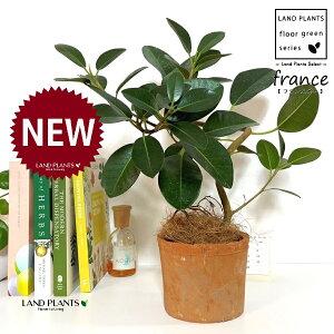 tXSitȂj F X|bg V_[^ 픫 1 yRRt@Co[z S S̖ tBJX rLm[T rMm[T Ficus rubiginosa