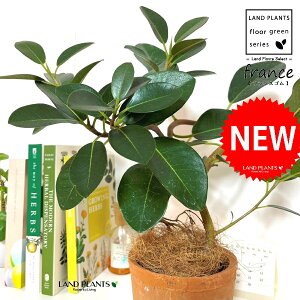 tXSitȂj F X|bg V_[^ 픫 1 yRRt@Co[z S S̖ tBJX rLm[T rMm[T Ficus rubiginosa