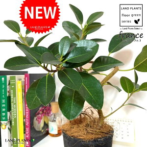 tXSitȂj F X|bg V_[^ 픫 1 yRRt@Co[z S S̖ tBJX rLm[T rMm[T Ficus rubiginosa