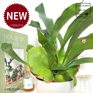 REiprFrJNV_j 4 F vX`bN 1 gpr r V_ V_A veBPE Platycerium