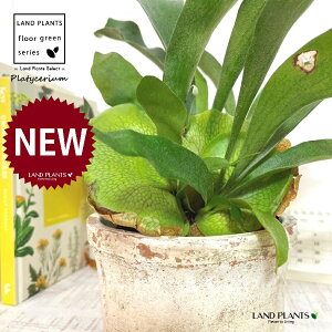 REiprFrJNV_j F X|bg V_[^ 픫 1 gpr r V_ V_A veBPE Platycerium