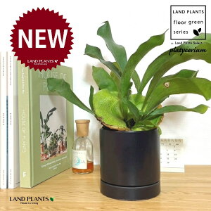 REiprFrJNV_j M̎ V_[^ F 픫 1 yMz gpr r V_ V_A veBPE Platycerium