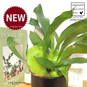 REiprFrJNV_j M̎ V_[^ F 픫 1 yMz gpr r V_ V_A veBPE Platycerium