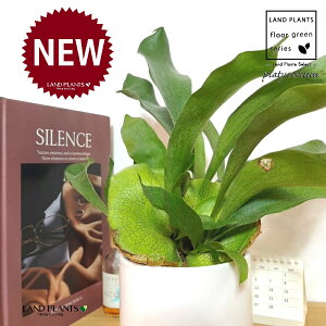 REiprFrJNV_j M̎ V_[^ F 픫 1 yMz gpr r V_ V_A veBPE Platycerium