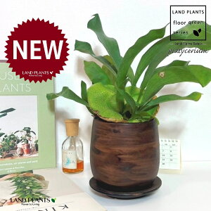 REiprFrJNV_j Ebh yCg 픫 1 yMz gpr r V_ V_A veBPE Platycerium