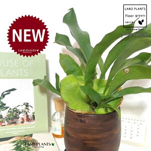 REiprFrJNV_j Ebh yCg 픫 1 yMz gpr r V_ V_A veBPE Platycerium