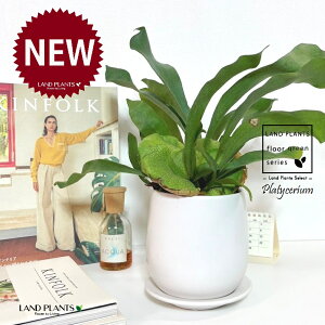 REiprFrJNV_j hbv^ Eh 픫 F 1 yMz gpr r V_ V_A veBPE Platycerium