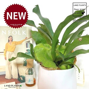 REiprFrJNV_j hbv^ Eh 픫 F 1 yMz gpr r V_ V_A veBPE Platycerium