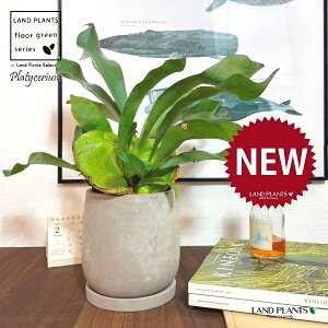 REiprFrJNV_j Zg hbv^ 픫 1 yMz gpr r V_ V_A veBPE Platycerium