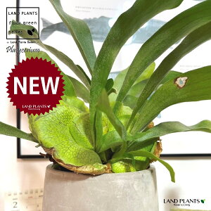 REiprFrJNV_j Zg hbv^ 픫 1 yMz gpr r V_ V_A veBPE Platycerium