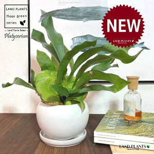 REiprFrJNV_j F ی^ 픫 1 yMz gpr r V_ V_A veBPE Platycerium