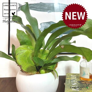 REiprFrJNV_j F ی^ 픫 1 yMz gpr r V_ V_A veBPE Platycerium