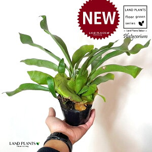 �R�E���������i���p�r���F�r�J�N�V�_�j 3.5�� �|�b�g�c 1�� �g�p�r�� �r�� �V�_ �V�_�A�� �v���e�B�P���E�� Platycerium