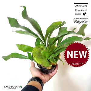 �R�E���������i���p�r���F�r�J�N�V�_�j 3.5�� �|�b�g�c 1�� �g�p�r�� �r�� �V�_ �V�_�A�� �v���e�B�P���E�� Platycerium