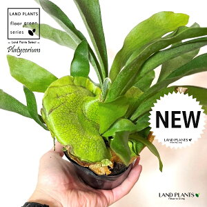 REiprFrJNV_j 3.5 |bgc 1 gpr r V_ V_A veBPE Platycerium