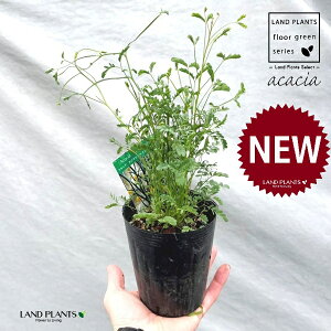 AJVAiXslZXEXsj[gj 3.5 |bgc 1 AJVAXslZXXsj[g AJVA̖ Acacia spinescens