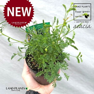 AJVAiXslZXEXsj[gj 3.5 |bgc 1 AJVAXslZXXsj[g AJVA̖ Acacia spinescens