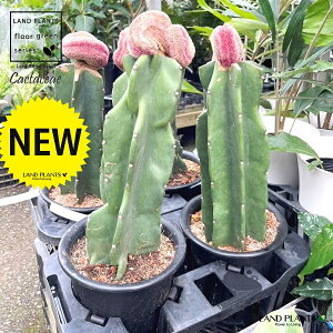 サボテン・エキノセレウス (接木:紫太陽石化) 6号 プラスチック苗 1鉢 紫光太陽 紫太陽 石化 紫光太陽綴化(しこうたいようてっか cactus