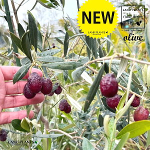 I[uiFW{J}^j 10 vX`bN 1 hȃI[u c c I[uc Olea europaea