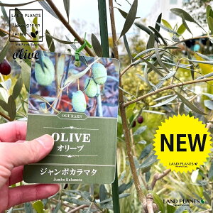 I[uiFW{J}^j 10 vX`bN 1 hȃI[u c c I[uc Olea europaea