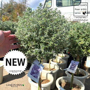 EGXgMAigsA[dāj 8 vX`bN 1   X[L[zCg I[XgA[Y}[ Westringia Coastal rosemary,Australian rosemary
