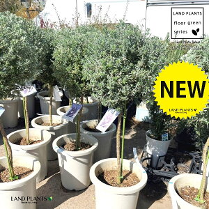 EGXgMAigsA[dāj 8 vX`bN 1   X[L[zCg I[XgA[Y}[ Westringia Coastal rosemary,Australian rosemary