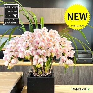 VrW[iԐFFzCgjA[`d F t@Co[ L[u^ 픫 1 y΁E픫z VrWE Vrf[    Ӓ m Vr CYM Cymbidium